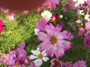 IMG_0033